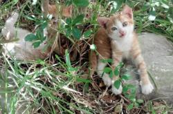 开云体育下载-绝命火锅与得分风暴！浓眉单骑救主，湖人险胜奇才背后藏玄机