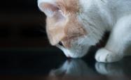 开云体育官网-高卢雄鸡的险胜之夜，佩德里绝杀显神威，法国队门将封神定乾坤