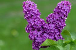 开云体育app-美加墨世界杯焦点战，国际米兰元素闪耀，意大利半场击溃芬兰