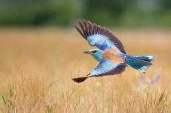 开云体育app-亚洲之翼与红色风暴，三笘薰爆发背后的足球全球化启示