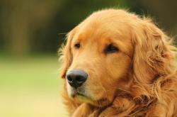 开云体育APP下载-赖斯逆境爆发定乾坤，阿森纳卡塔尔征战奏凯歌