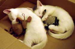 开云体育官方网站-征服永恒之城，拉亚主宰，土耳其军团踏平佛罗伦萨