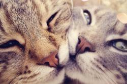 开云下载-三笘薰，毕尔巴鄂之夜，一位大场面先生如何用魔法征服法兰西