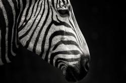 开云官网-英格拉姆爆砍40+导演逆转！爵士险胜快船关键战解析