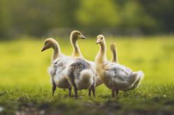 开云体育-逆转的艺术，从尤文图斯到F1赛道，接管比赛的两种演绎