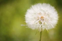 开云体育登录-戈贝尔一柱擎天定义防守美学，广厦团队洪流席卷热火彰显冠军相