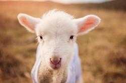 开云体育登录-约基奇全能制导，当世第一中锋的胜利哲学