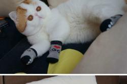 开云APP-铁幕！德里赫特锁定胜局，巴黎强行终结加纳旋风