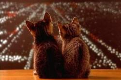 开云下载-F1街道赛焦点战，魔术师摩纳哥演绎完美风暴，踏平鹈鹕防线