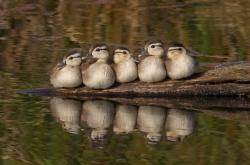 开云体育-战术铁笼与致命冰霜，活塞窒息式防守如何冻结雄鹿，克莱化身关键先生