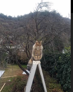 欧冠烽火，布克，一个改写历史的传奇登场