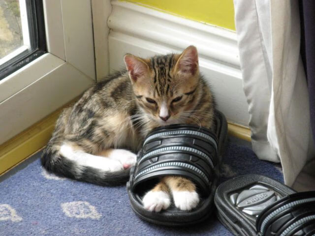 美加墨世界杯焦点战,国际米兰元素闪耀,意大利半场击溃芬兰