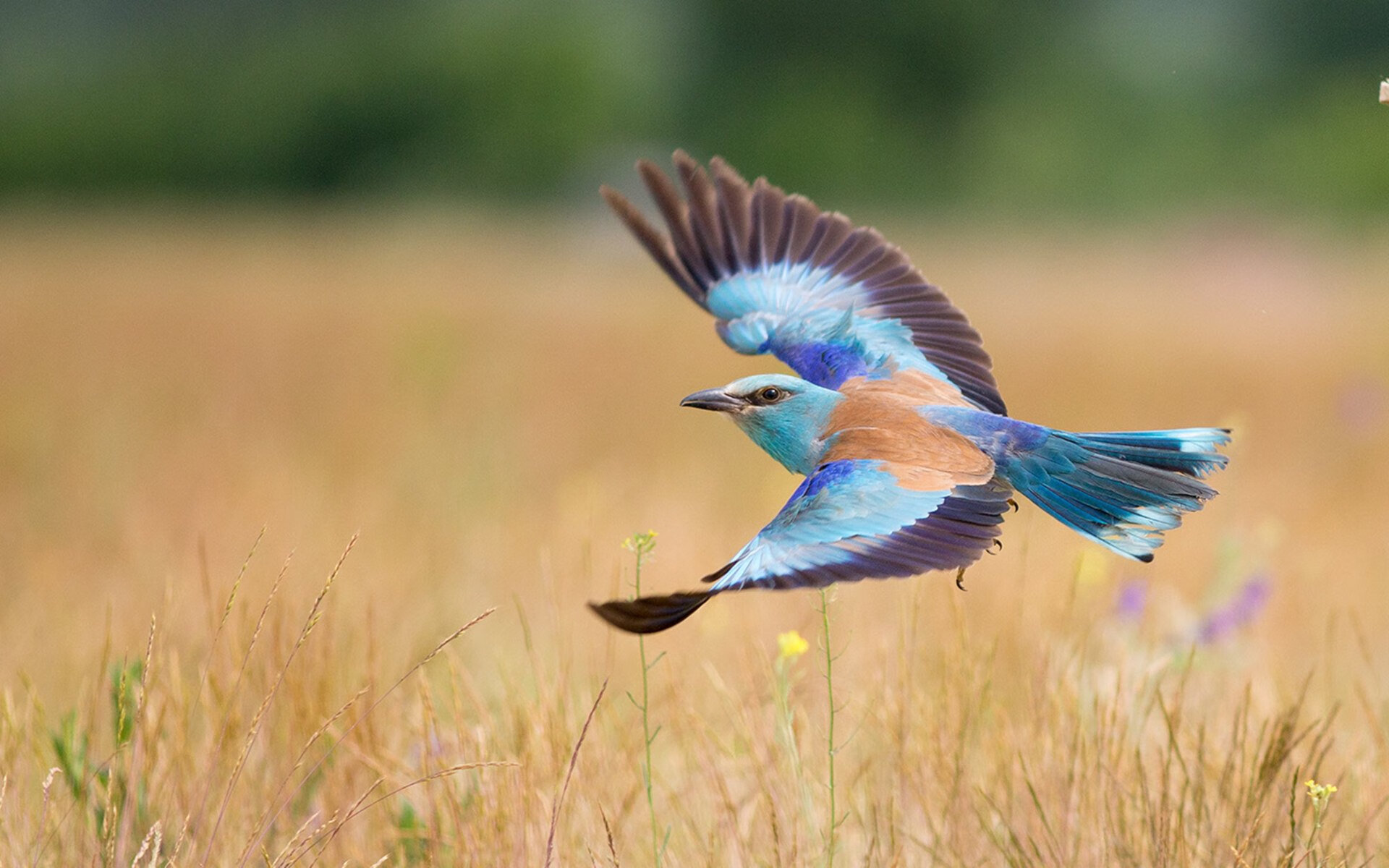 亚洲之翼与红色风暴，三笘薰爆发背后的足球全球化启示