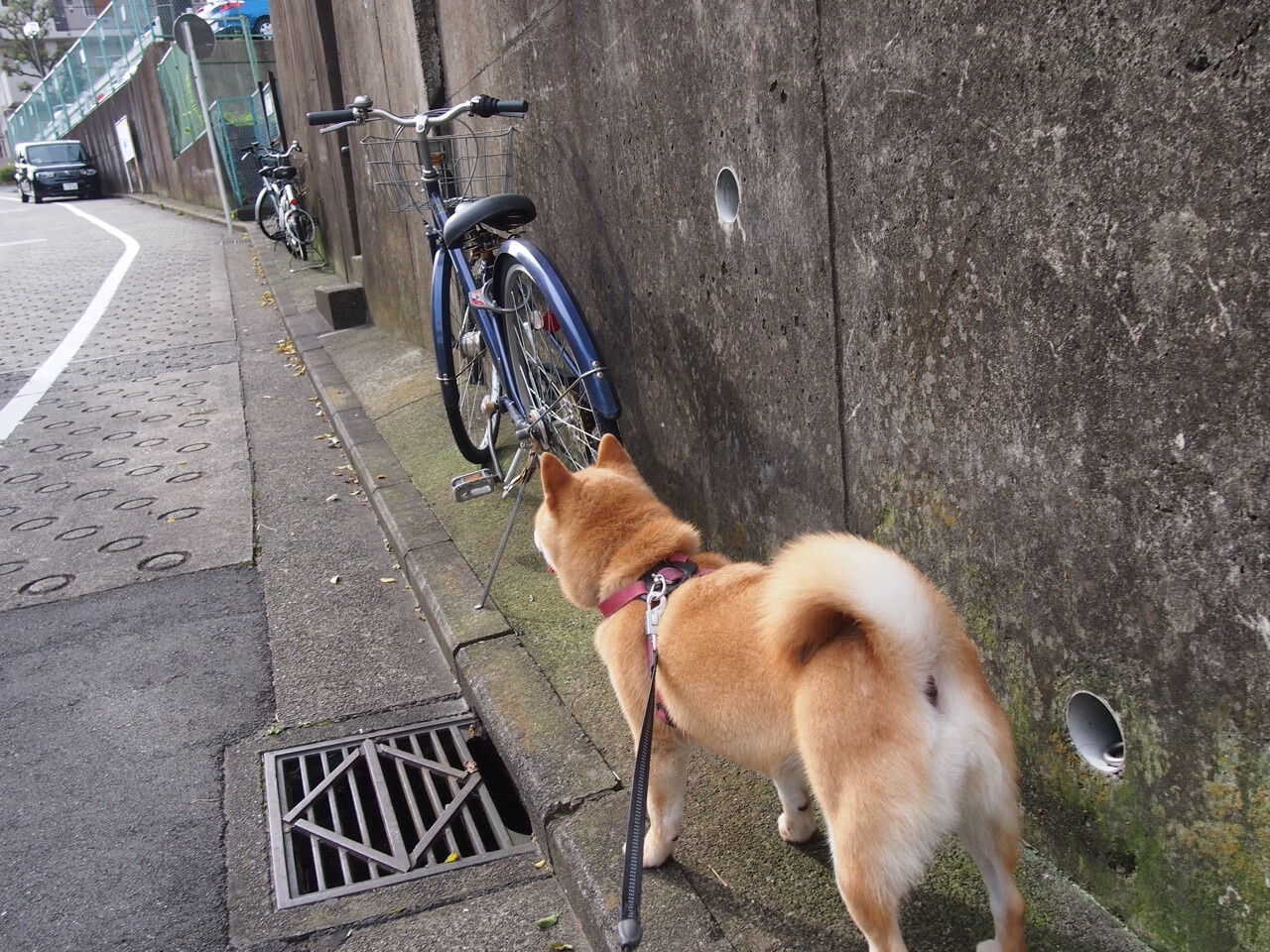 天王山之战！拜仁强势击溃多特蒙德，德甲霸权再添决定性注脚
