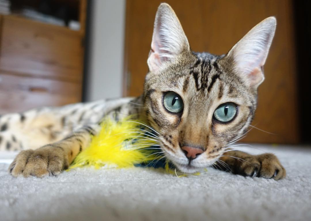 铁蹄踏雪原，凯尔特人东征告捷，东契奇关键先生封神夜