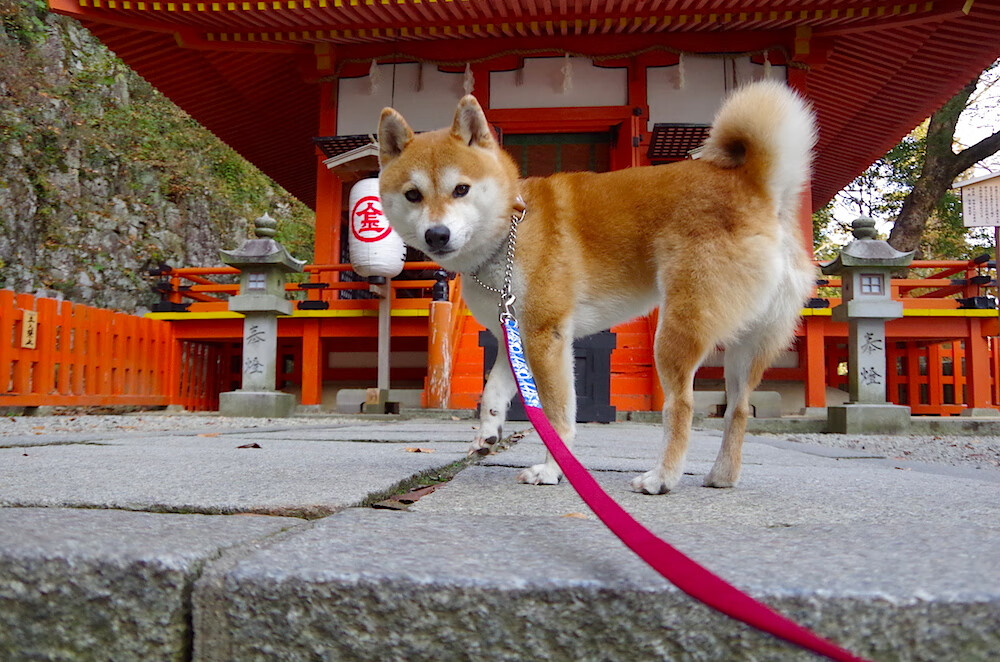 2026世界杯焦点战，玻利维亚强压尤文之谜