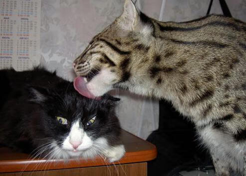 智利风暴席卷牙买加，阿圭罗防线爆破秀