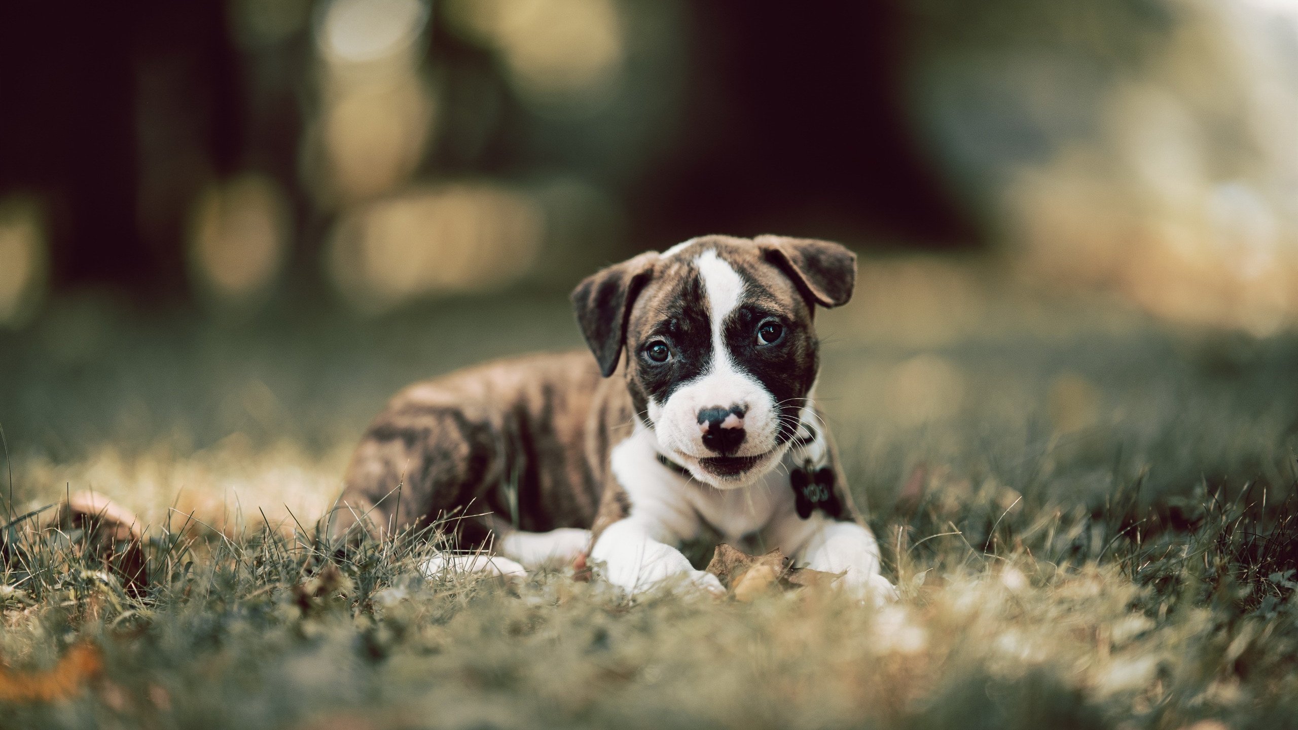 凯尔特人奇迹逆转国王！小贾伦致命三分锁定胜局