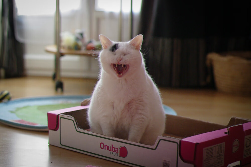 不败金身告破，当76人掀起青春风暴，欧文的关键先生本色刺痛热火