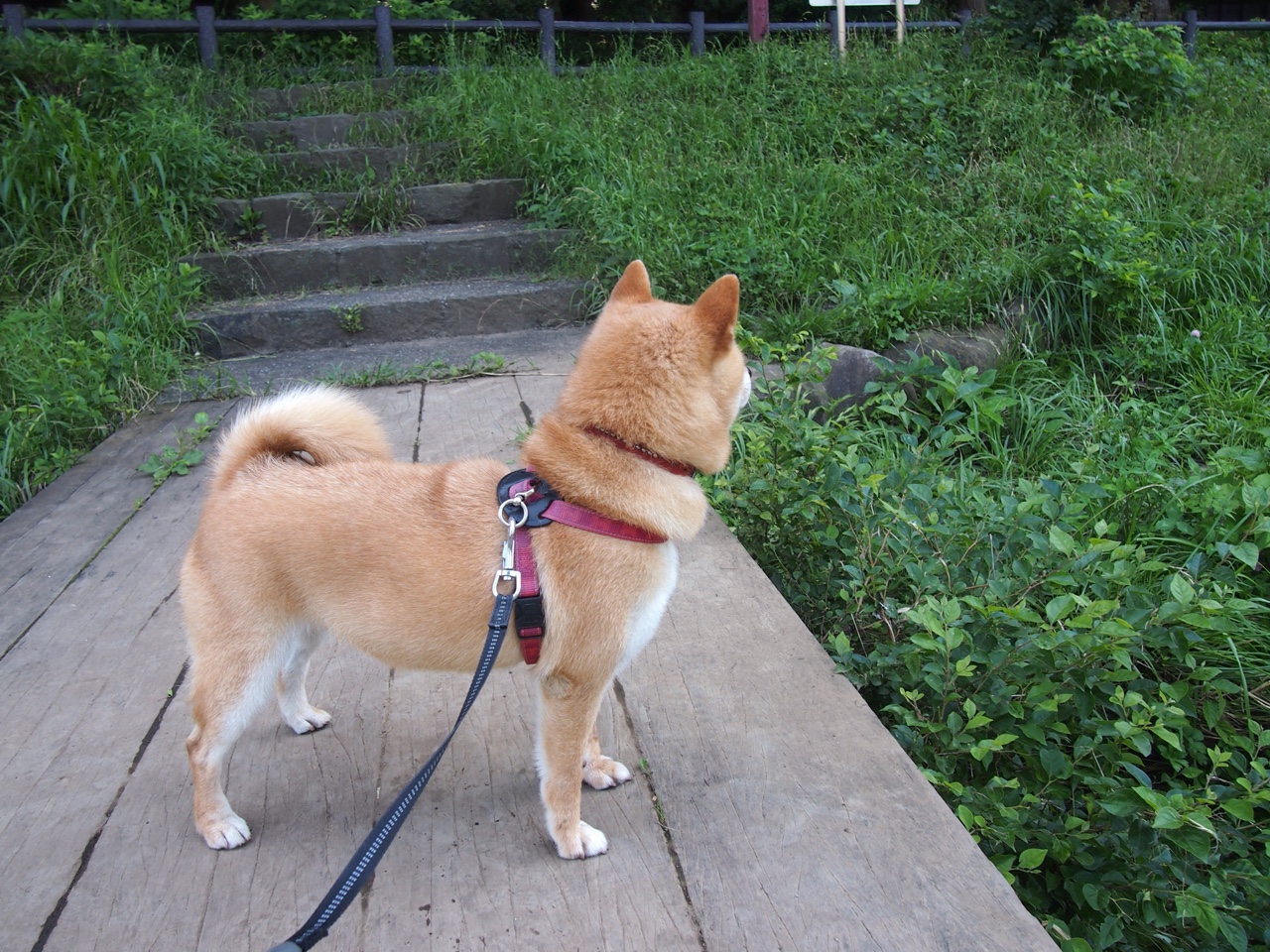 起跑线即是悬崖，当威尔士的绿龙在刹车点斩落喀麦隆雄狮