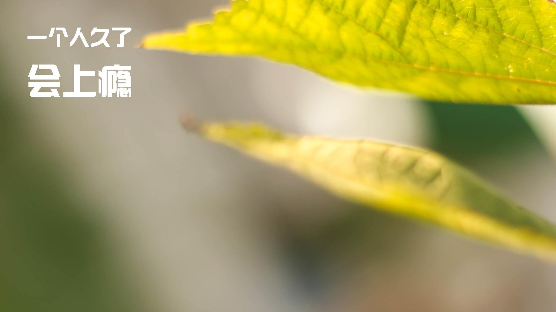 哈利伯顿狂飙点燃赛场，灰熊终结新疆队不败金身