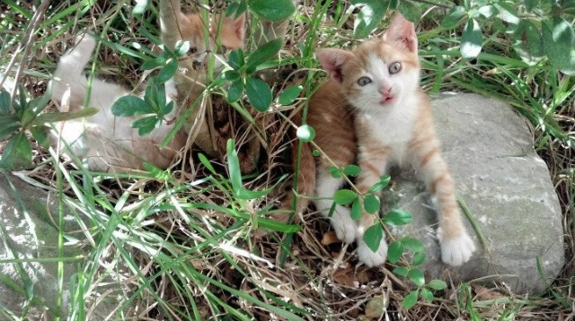 绝命火锅与得分风暴！浓眉单骑救主，湖人险胜奇才背后藏玄机