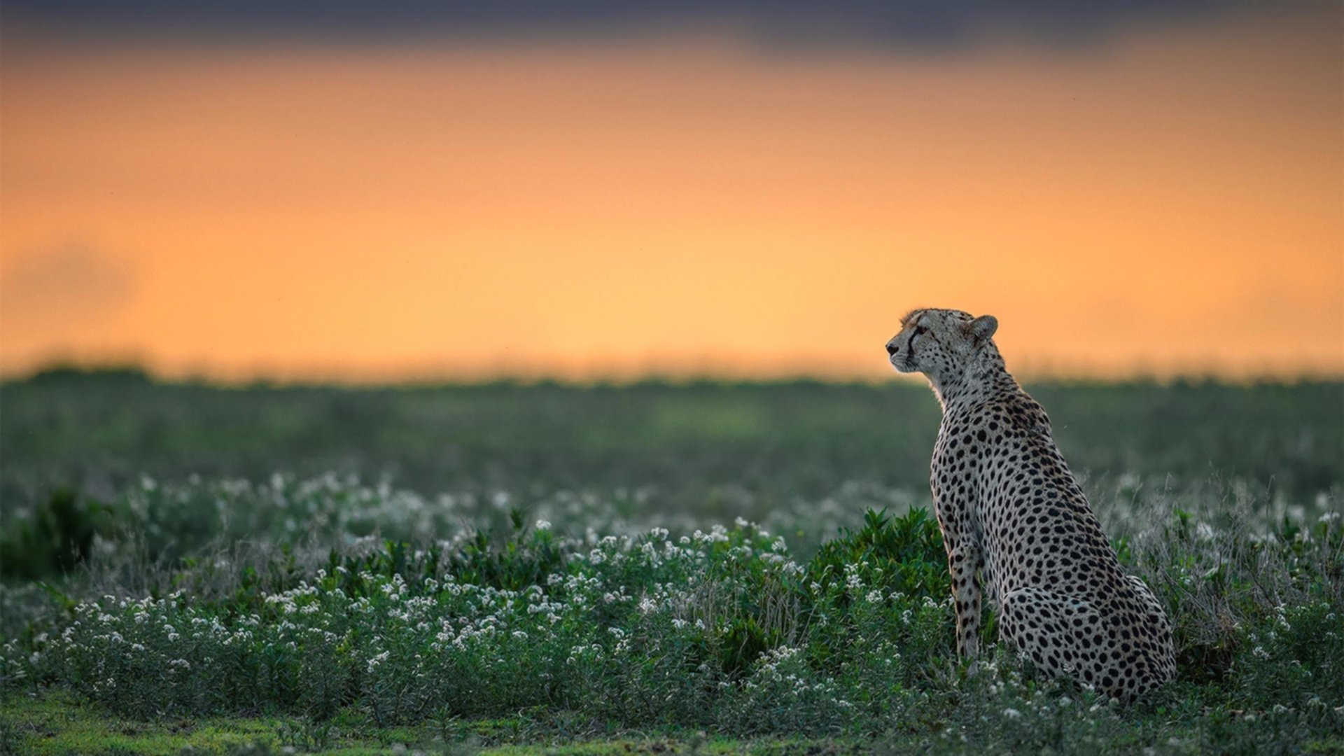 铁闸与黎明，美加墨世界杯之夜，富安健洋挺身而出的静默光芒