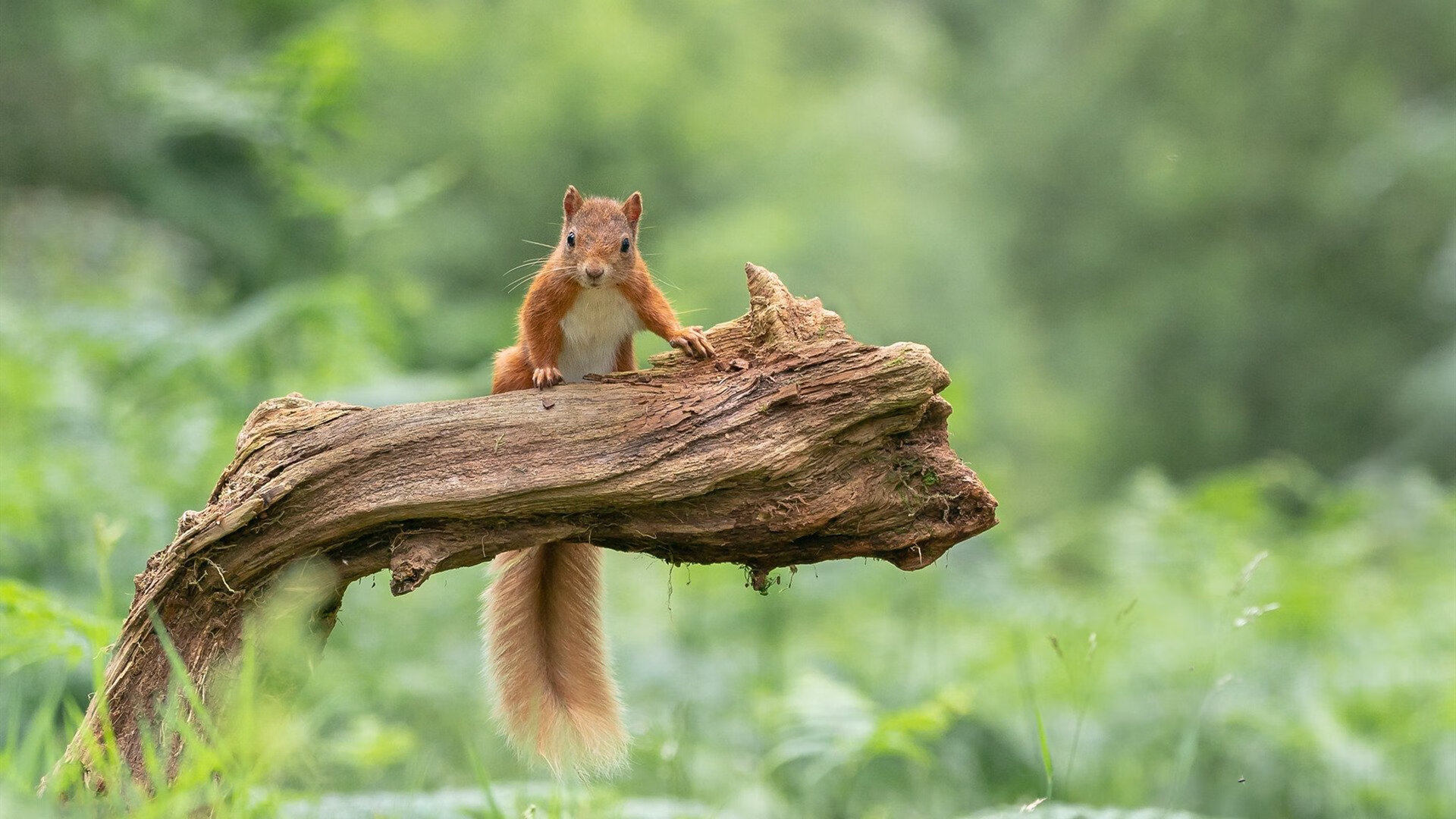 西决生死战焦点，巴拉圭强势拿下雷恩，昂首晋级四强