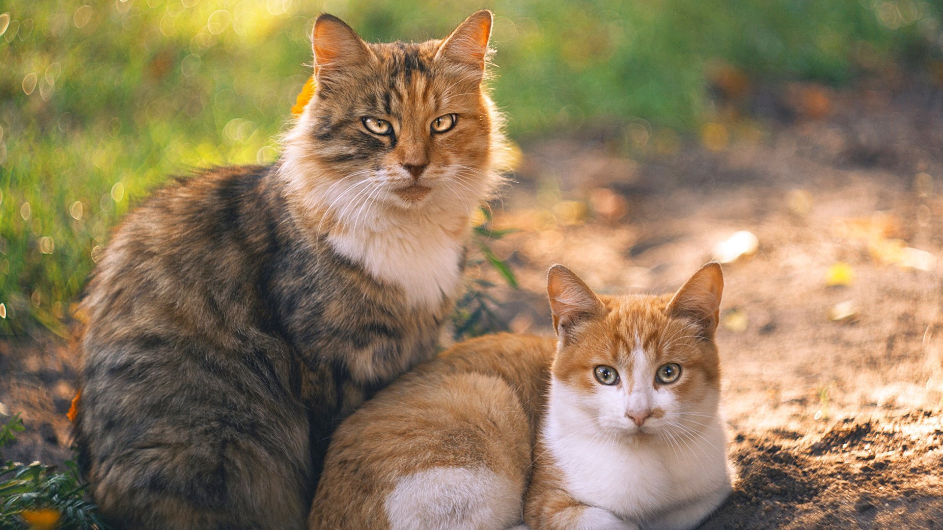 最瘦巨人，掌控雷霆风暴，切特·霍姆格伦如何一肩挑起雷霆命运