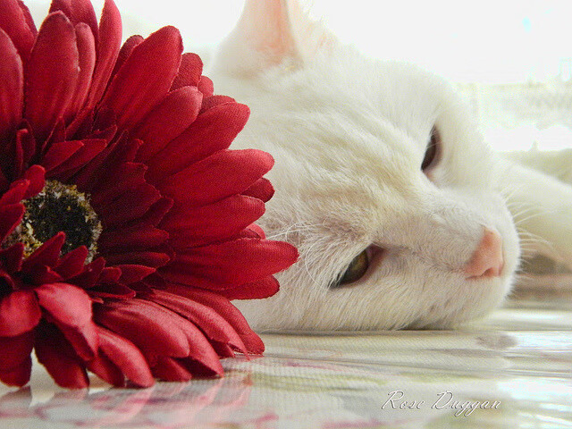 跨越大陆的证明，德布劳内驾驭蓝黑战舰击退秘鲁雄鹰