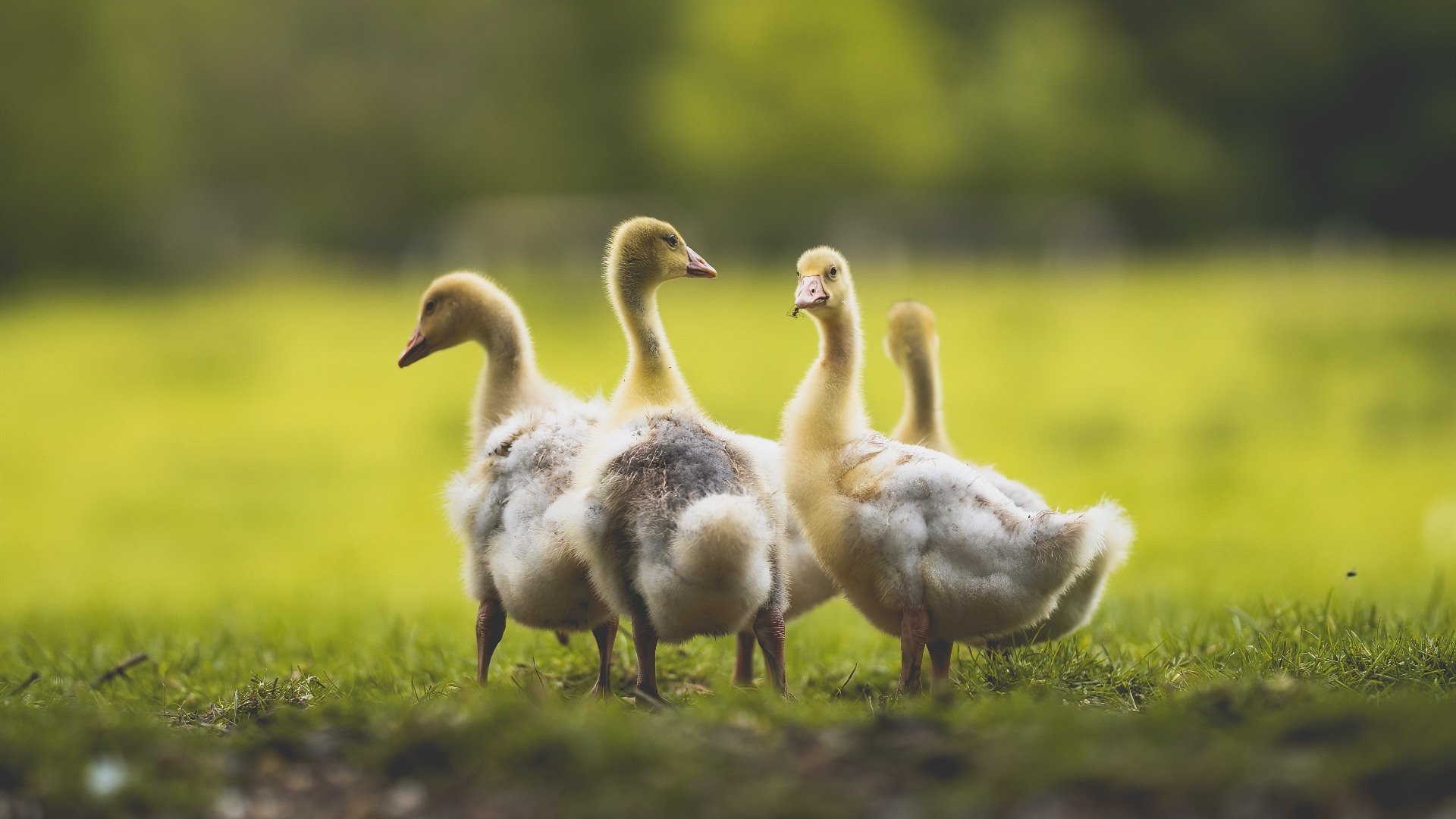 铁血长城与东瀛武士，斯通斯一夫当关，几内亚终结日本世界杯梦想